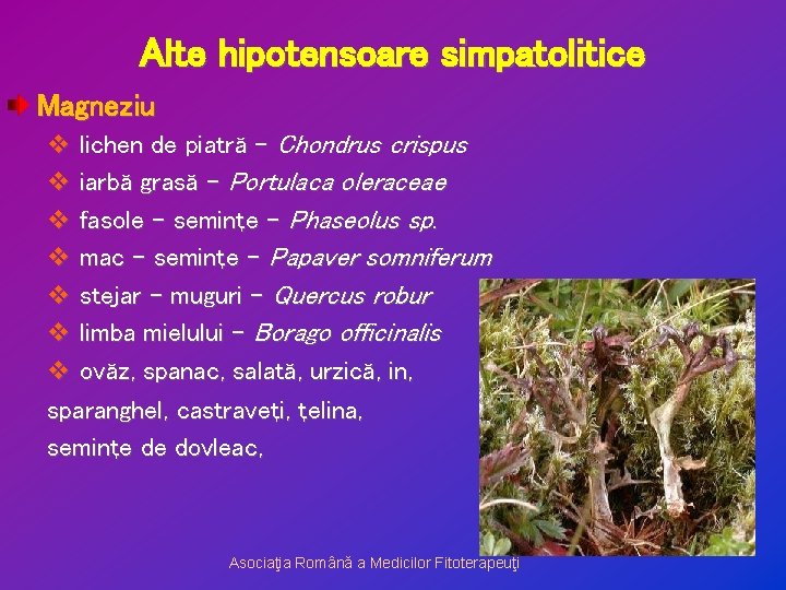 Alte hipotensoare simpatolitice Magneziu v lichen de piatră – Chondrus crispus v iarbă grasă