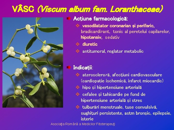 V SC (Viscum album fam. Loranthaceae) Acţiune farmacologică: v vasodilatator coronarian şi periferic, bradicardizant,