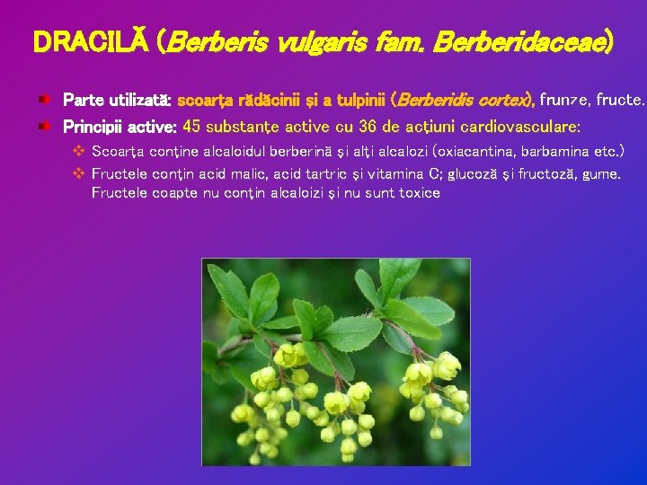 DRACILĂ (Berberis vulgaris fam. Berberidaceae) Parte utilizată: scoarţa rădăcinii şi a tulpinii (Berberidis cortex),