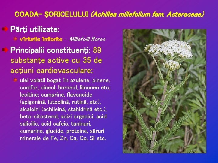 COADA- ŞORICELULUI (Achillea millefolium fam. Asteraceae) Părţi utilizate: vîrfurile înflorite – Millefolii flores Principalii COADA- ŞORICELULUI (Achillea millefolium fam. Asteraceae) Părţi utilizate: vîrfurile înflorite – Millefolii flores Principalii