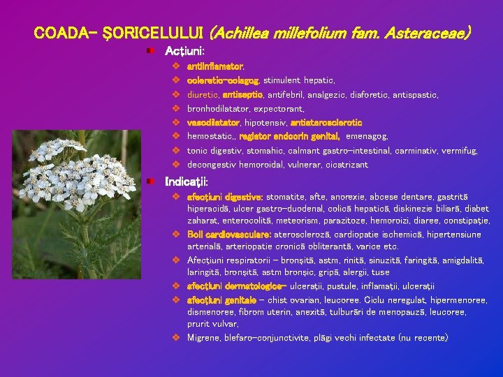 COADA- ŞORICELULUI (Achillea millefolium fam. Asteraceae) Acţiuni: v v v v antiinflamator, coleretic-colagog, stimulent