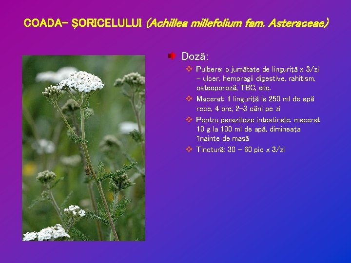 COADA- ŞORICELULUI (Achillea millefolium fam. Asteraceae) Doză: v Pulbere: o jumătate de linguriţă x