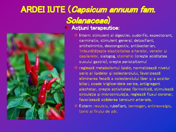 ARDEI IUTE (Capsicum annuum fam. Solanaceae) Acţiuni terapeutice: v Intern: stimulent al digestiei, sudorific,