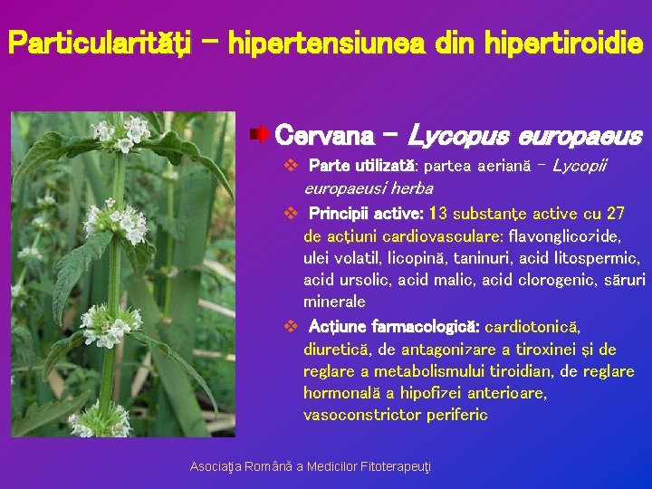 Particularităţi – hipertensiunea din hipertiroidie Cervana – Lycopus europaeus v Parte utilizată: partea aeriană