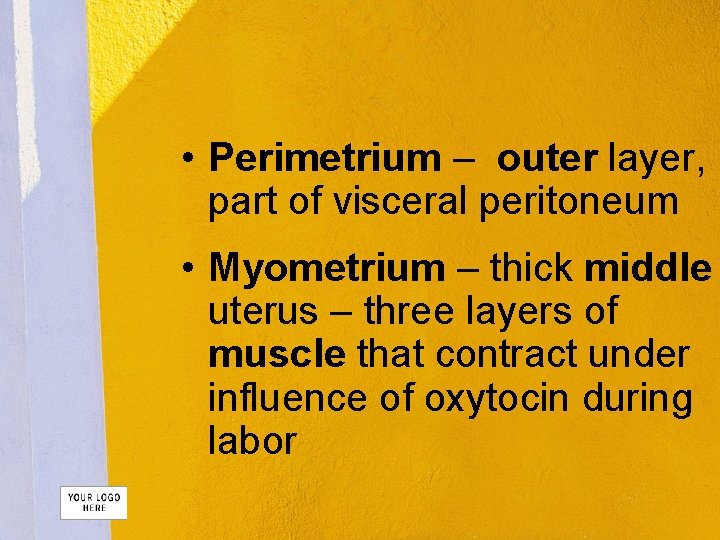  • Perimetrium – outer layer, part of visceral peritoneum • Myometrium – thick