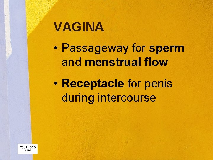 VAGINA • Passageway for sperm and menstrual flow • Receptacle for penis during intercourse