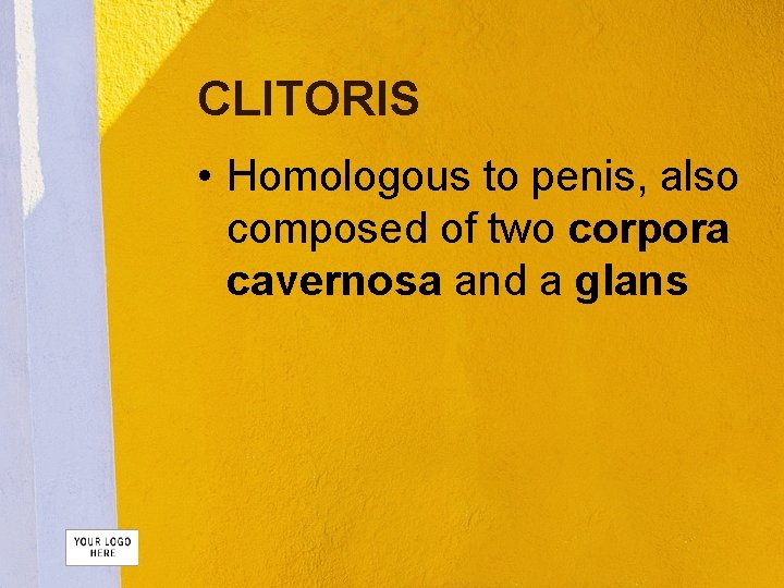 CLITORIS • Homologous to penis, also composed of two corpora cavernosa and a glans