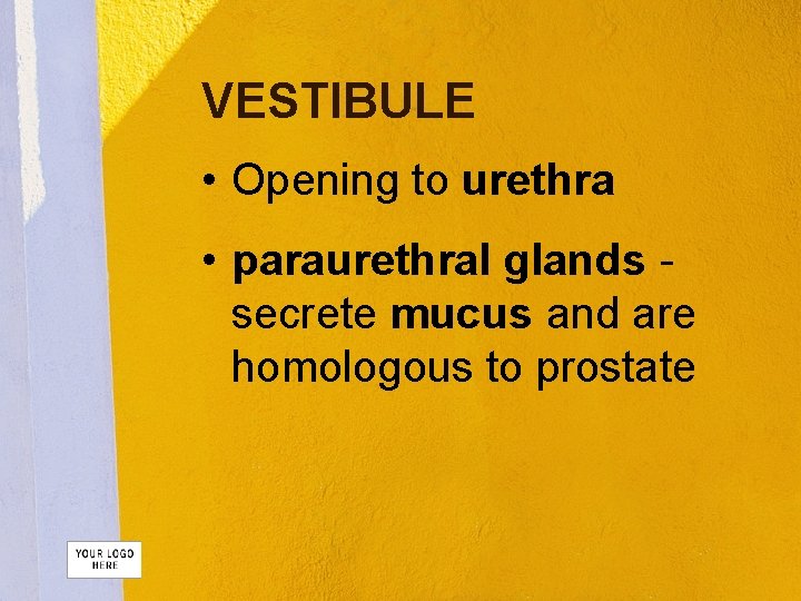 VESTIBULE • Opening to urethra • paraurethral glands secrete mucus and are homologous to