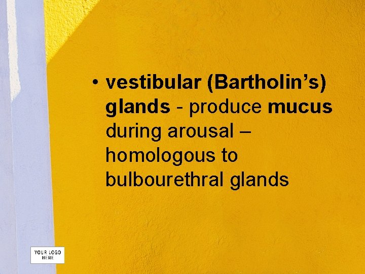  • vestibular (Bartholin’s) glands - produce mucus during arousal – homologous to bulbourethral