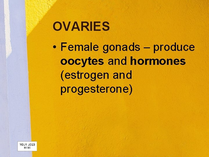 OVARIES • Female gonads – produce oocytes and hormones (estrogen and progesterone) 