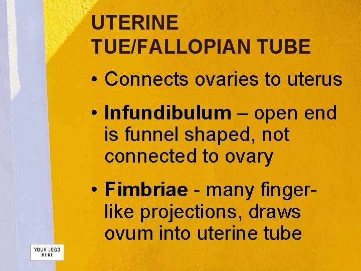 UTERINE TUE/FALLOPIAN TUBE • Connects ovaries to uterus • Infundibulum – open end is