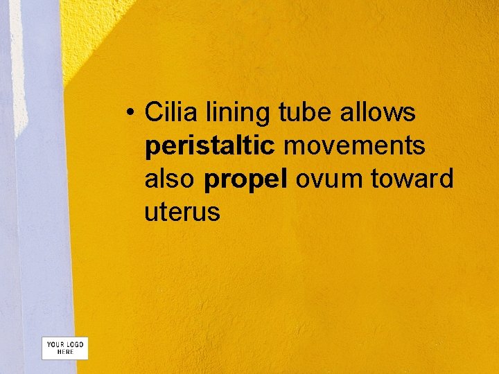  • Cilia lining tube allows peristaltic movements also propel ovum toward uterus 