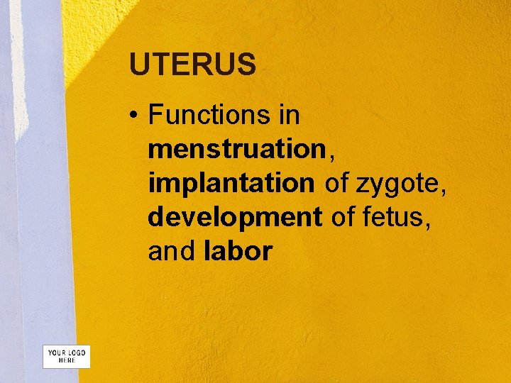 UTERUS • Functions in menstruation, implantation of zygote, development of fetus, and labor 