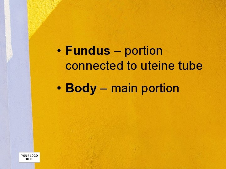  • Fundus – portion connected to uteine tube • Body – main portion