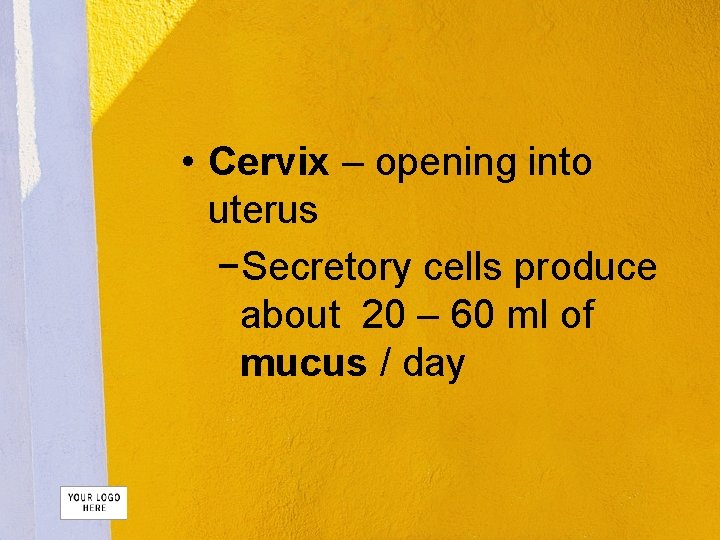  • Cervix – opening into uterus −Secretory cells produce about 20 – 60