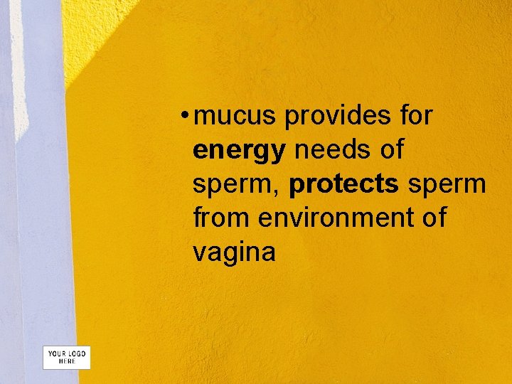  • mucus provides for energy needs of sperm, protects sperm from environment of