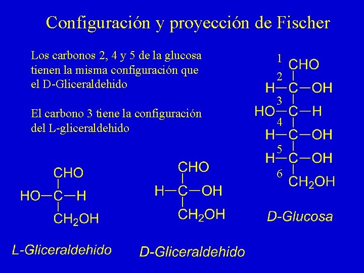 Configuración y proyección de Fischer Los carbonos 2, 4 y 5 de la glucosa Configuración y proyección de Fischer Los carbonos 2, 4 y 5 de la glucosa