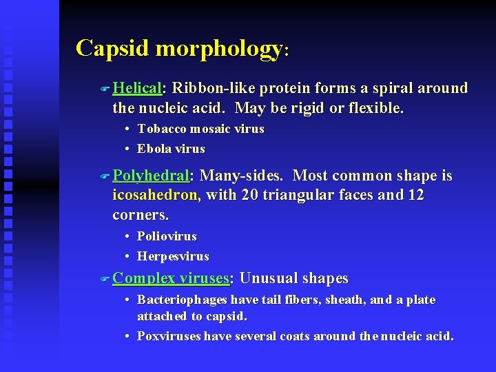 Capsid morphology: F Helical: Ribbon-like protein forms a spiral around the nucleic acid. May