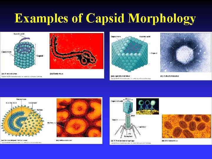 Examples of Capsid Morphology 