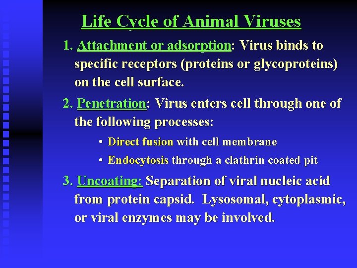 Life Cycle of Animal Viruses 1. Attachment or adsorption: Virus binds to specific receptors