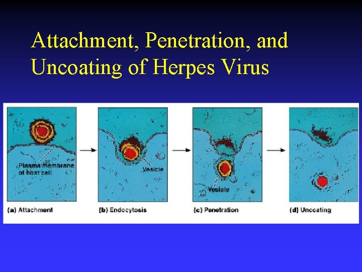 Attachment, Penetration, and Uncoating of Herpes Virus 