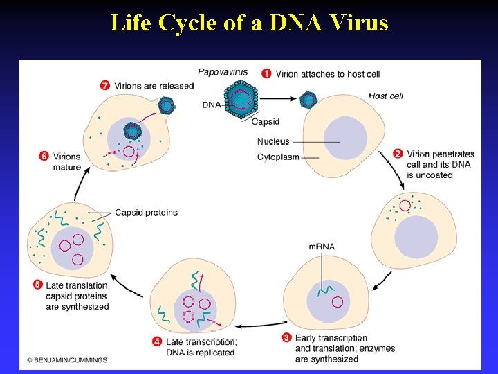 Life Cycle of a DNA Virus 