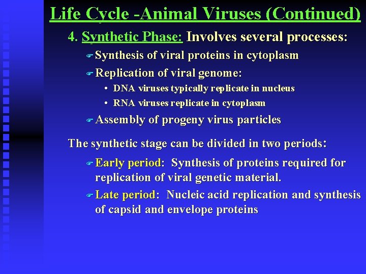 Life Cycle -Animal Viruses (Continued) 4. Synthetic Phase: Involves several processes: F Synthesis of