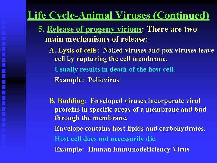 Life Cycle-Animal Viruses (Continued) 5. Release of progeny virions: There are two main mechanisms