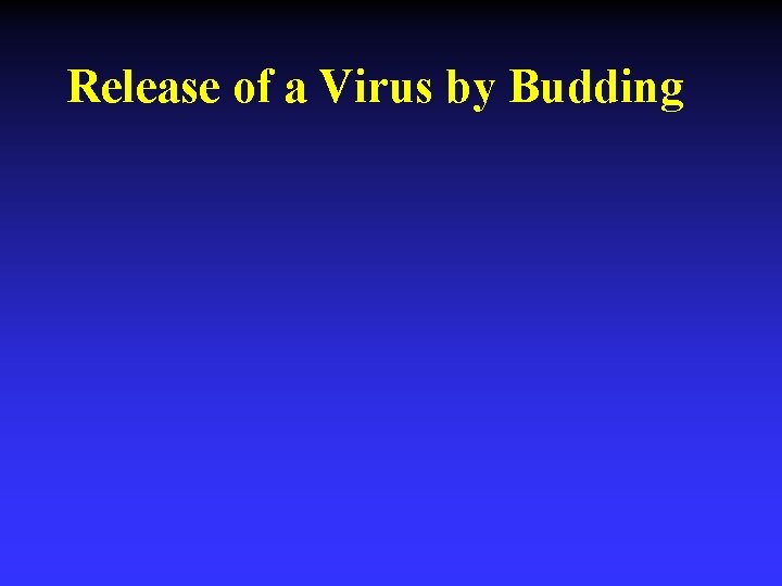Release of a Virus by Budding 