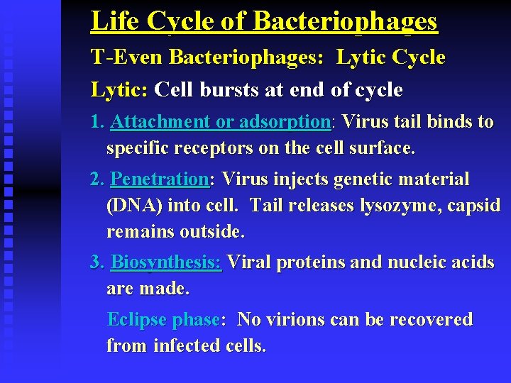 Life Cycle of Bacteriophages T-Even Bacteriophages: Lytic Cycle Lytic: Cell bursts at end of