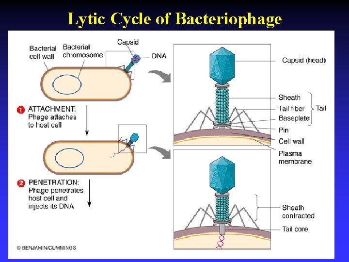 Lytic Cycle of Bacteriophage 