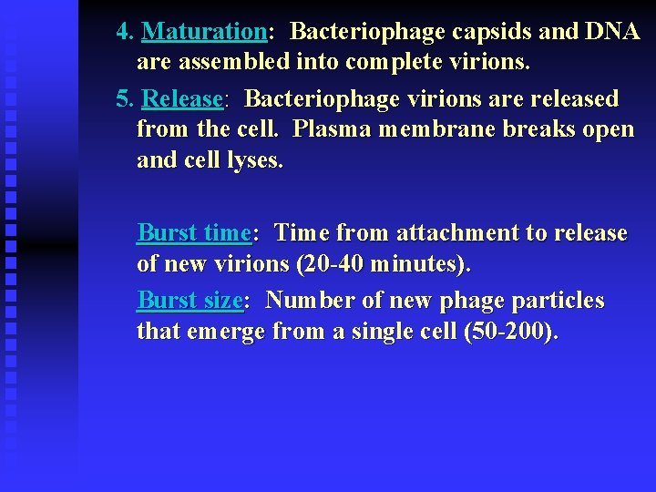 4. Maturation: Bacteriophage capsids and DNA are assembled into complete virions. 5. Release: Bacteriophage