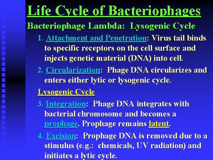 Life Cycle of Bacteriophages Bacteriophage Lambda: Lysogenic Cycle 1. Attachment and Penetration: Virus tail