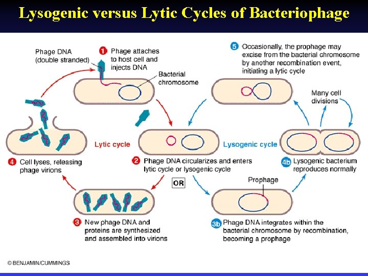 Lysogenic versus Lytic Cycles of Bacteriophage 