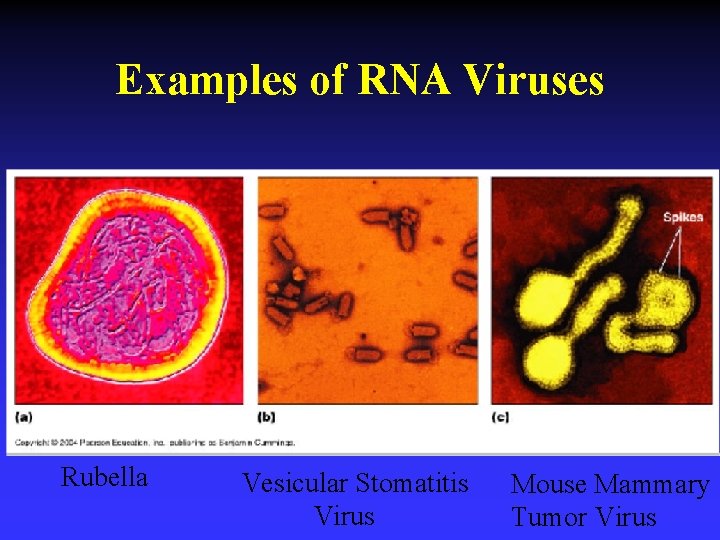 Examples of RNA Viruses Rubella Vesicular Stomatitis Virus Mouse Mammary Tumor Virus 