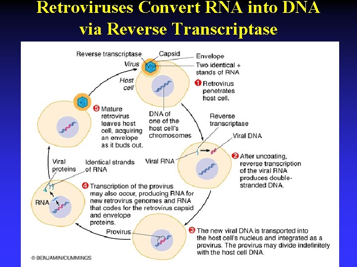 Retroviruses Convert RNA into DNA via Reverse Transcriptase 