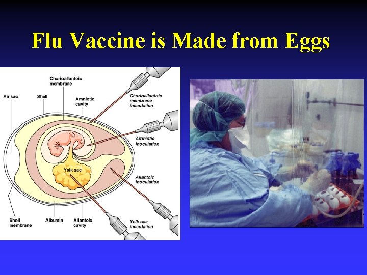 Flu Vaccine is Made from Eggs 