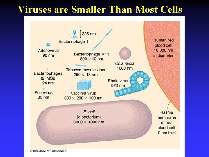 Viruses are Smaller Than Most Cells 