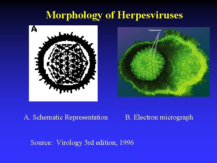Morphology of Herpesviruses B A. Schematic Representation B. Electron micrograph Source: Virology 3 rd