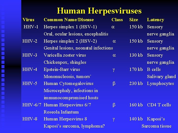 Human Herpesviruses Virus Common Name/Disease Class HHV-1 Herpes simplex 1 (HSV-1) a Oral, ocular
