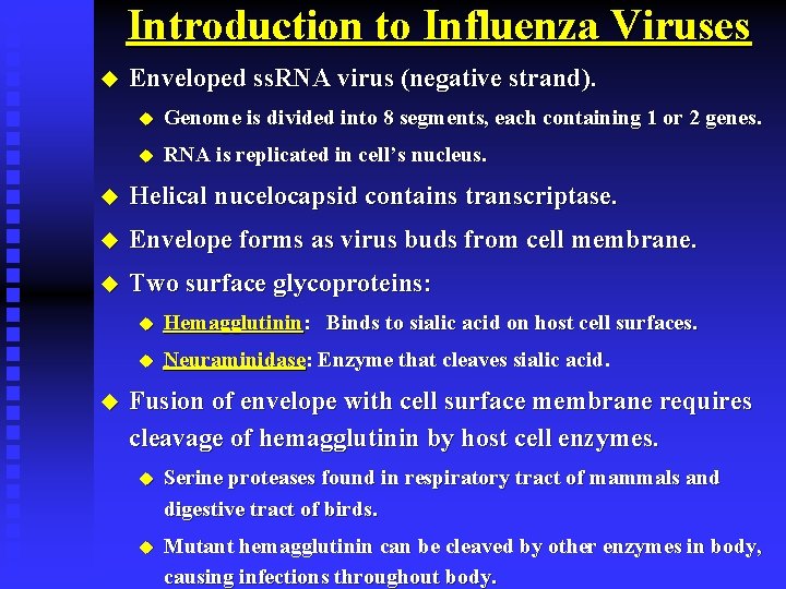 Introduction to Influenza Viruses u Enveloped ss. RNA virus (negative strand). u Genome is