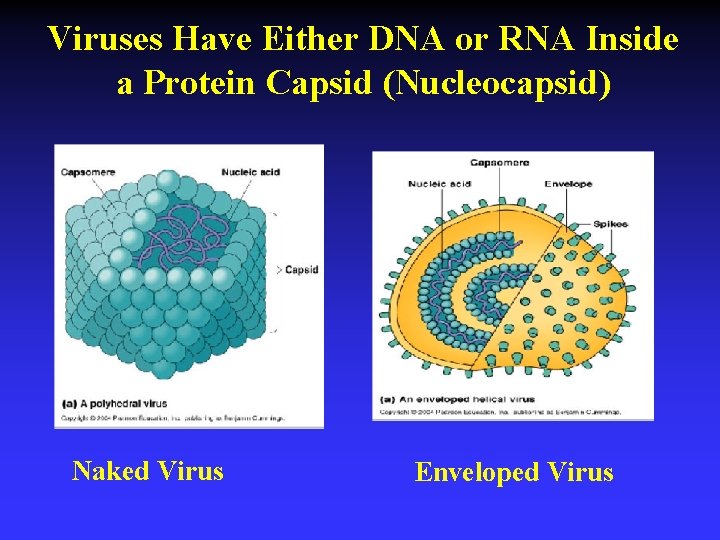 Viruses Have Either DNA or RNA Inside a Protein Capsid (Nucleocapsid) Naked Virus Enveloped