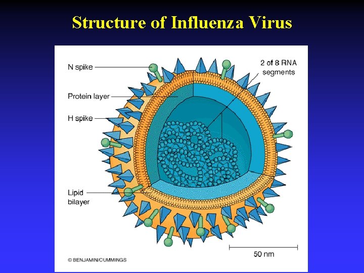 Structure of Influenza Virus 
