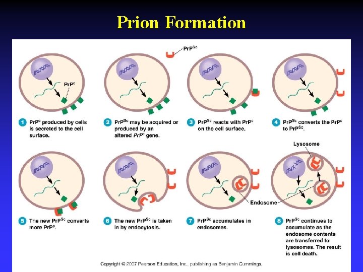 Prion Formation 