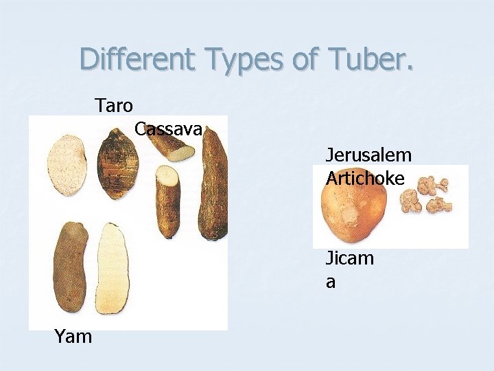 Different Types of Tuber. Taro Cassava Jerusalem Artichoke Jicam a Yam 