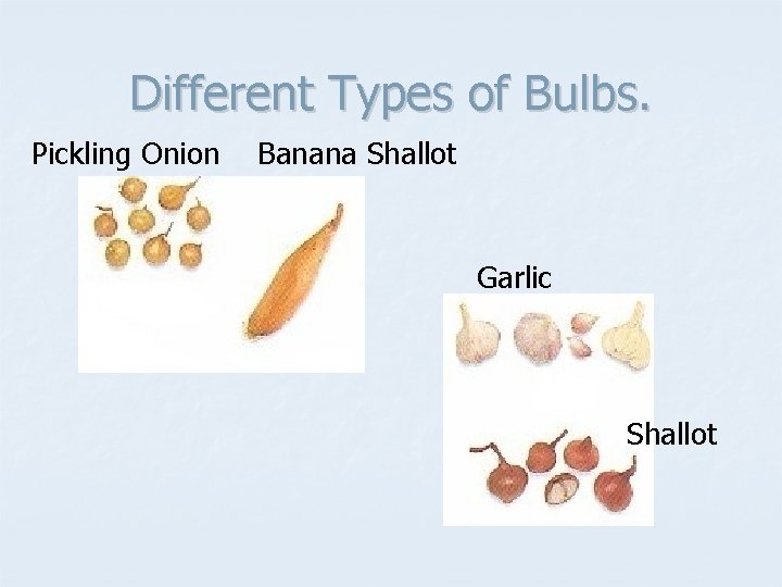 Different Types of Bulbs. Pickling Onion Banana Shallot Garlic Shallot 