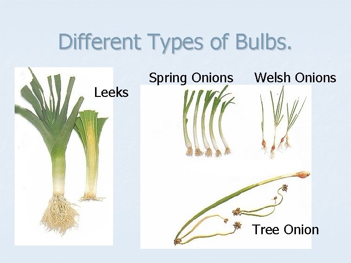 Different Types of Bulbs. Leeks Spring Onions Welsh Onions Tree Onion 