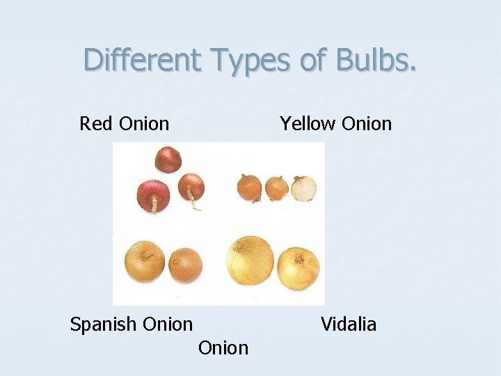 Different Types of Bulbs. Red Onion Spanish Onion Yellow Onion Vidalia 