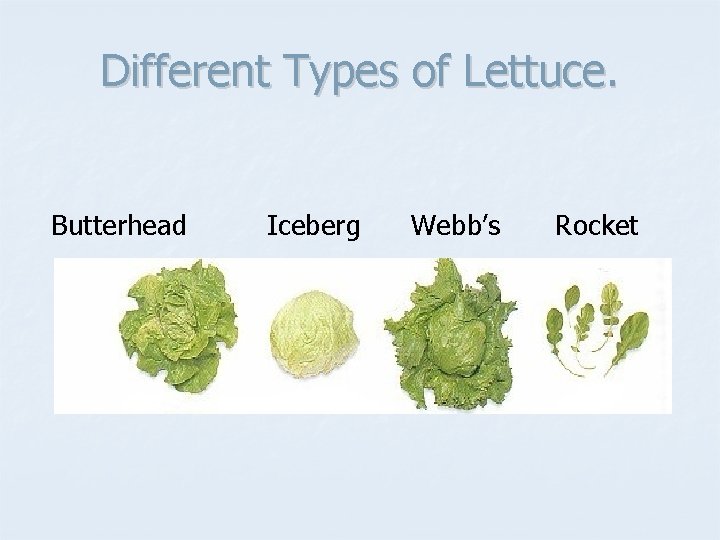 Different Types of Lettuce. Butterhead Iceberg Webb’s Rocket 