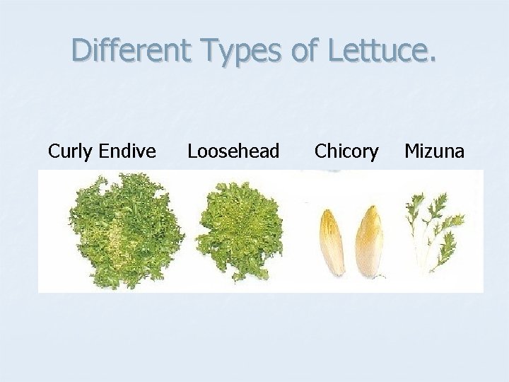 Different Types of Lettuce. Curly Endive Loosehead Chicory Mizuna 